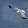 Racek bourni - Larus canus - Mew Gull 4834